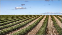 nury marc_plateau de valensole 84